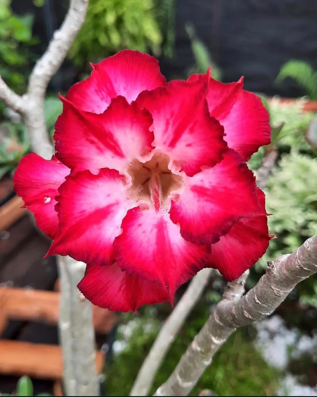 rosa do deserto rosa e branca